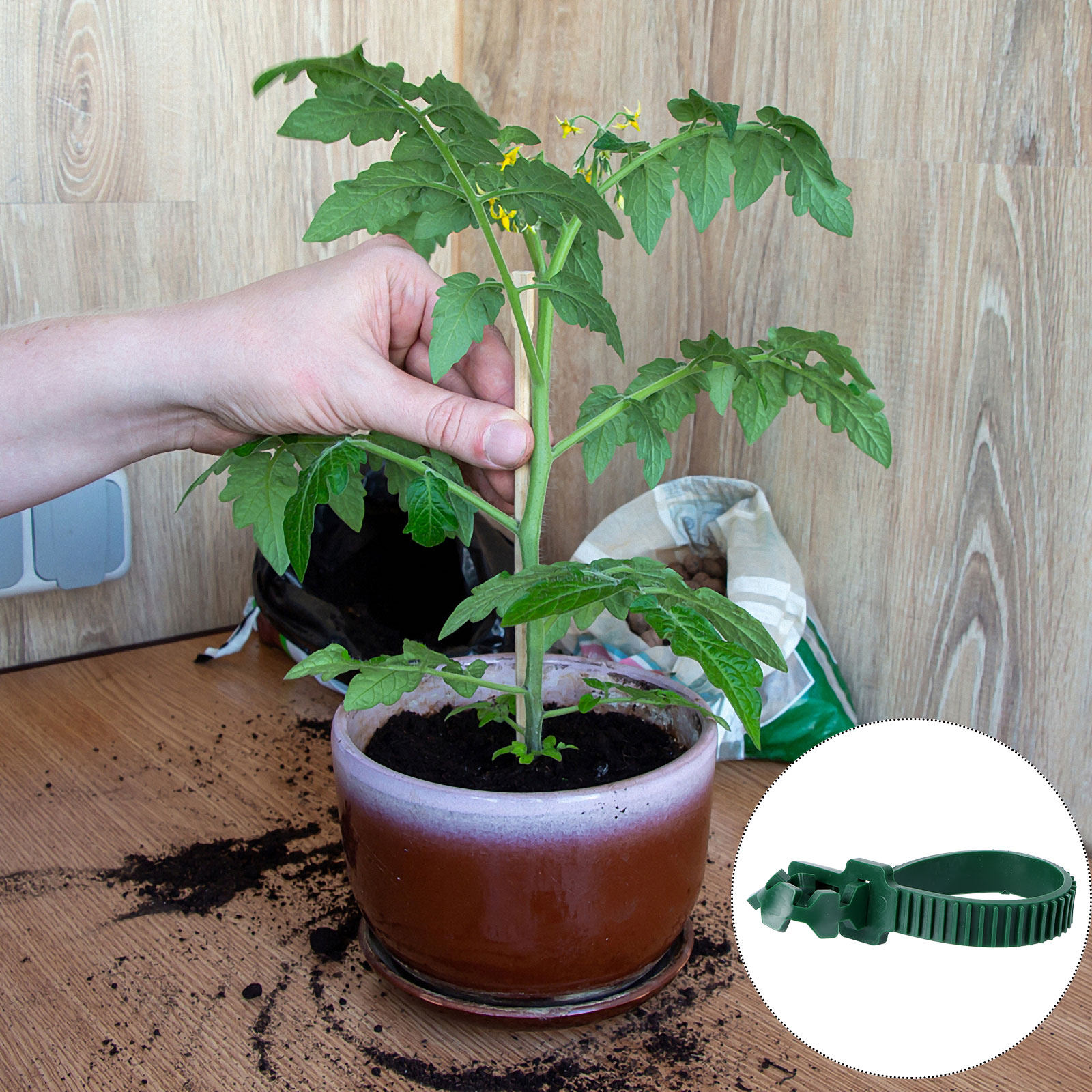 20 шт. зажимов для фиксации ра – обзор и цена Bonsai Garden Plants
